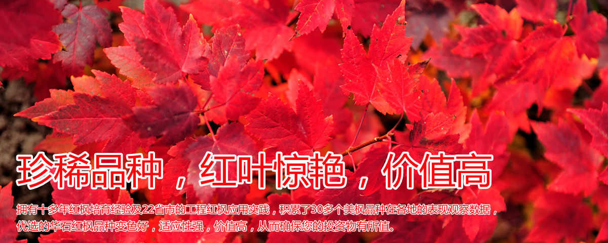 變色驚艷、品種稀缺、價值高