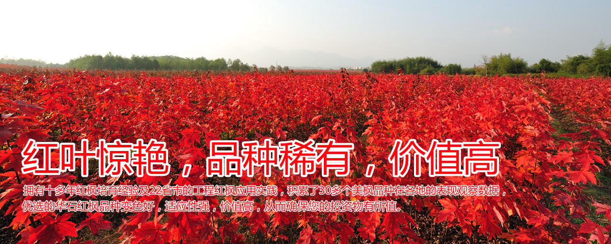 變色驚艷、品種稀缺、價值高