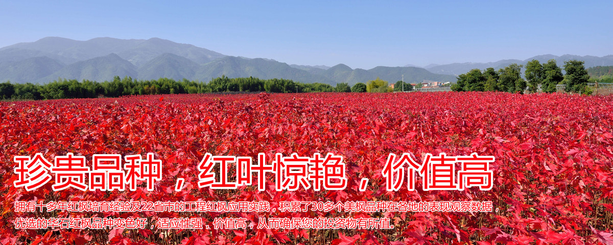變色驚艷、品種稀缺、價(jià)值高