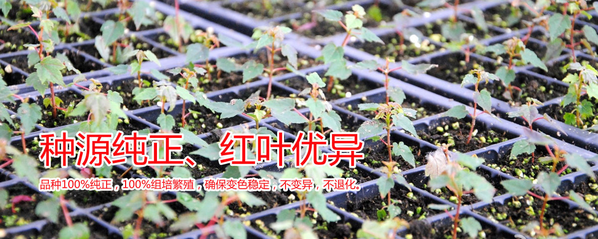 種源純正、表現優異